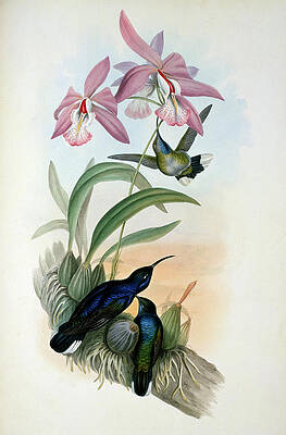 Wall Art - Painting - De Lattre's Sabre-wing By Gould by Academy Of Natural Sciences