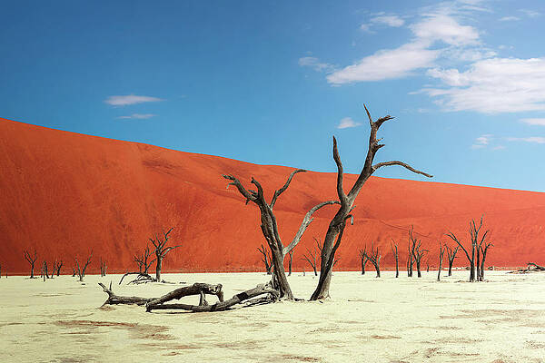 Wall Art - Photograph - Dead camel thorn trees and the red dunes of Deadvlei in Namibia by Miroslav Liska