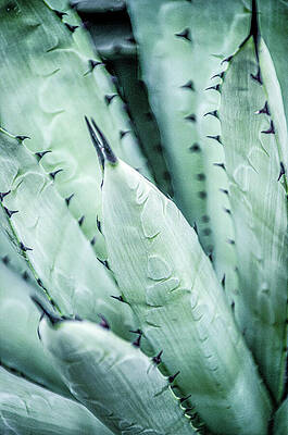 Desert Cactus by Julie Palencia Desert Cactus by Julie Palencia