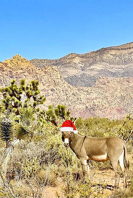 Wall Art - Photograph - Desert Donkey - Christmas Edition by Beth Myer Photography