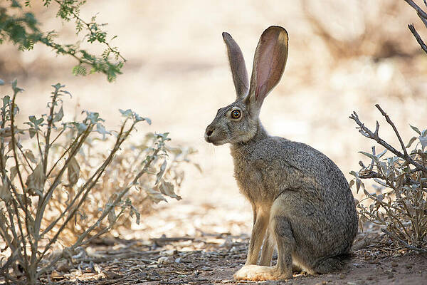 Jackrabbit Photos for Sale (Page #4 of 7) - Fine Art America