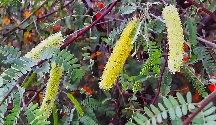 Wall Art - Photograph - Desert Mesquite and Globemallow Blooms by Judy Kennedy