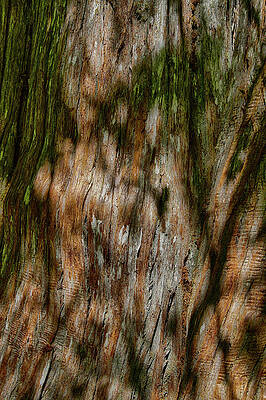 Wall Art - Photograph - Detail of bark on huge  tree by Steve Estvanik