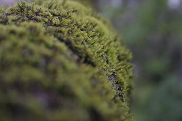 Details Ii by Daniela Neto