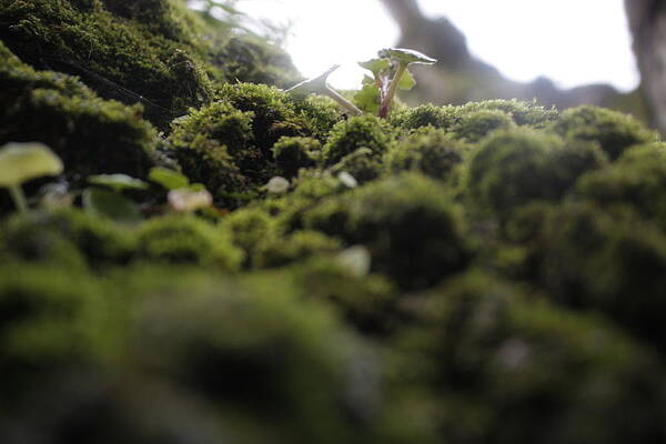 Details Iii by Daniela Neto