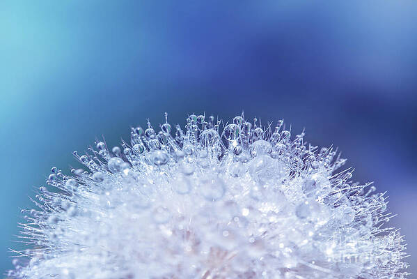 Wall Art - Photograph - Dew and dandelion by Delphimages Photo Creations