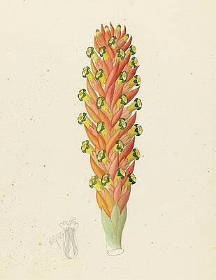 Wall Art - Painting - Didinamia Angiosperma [harveya Hyobanchoides] by Clemenz Heinrich Wehdemann