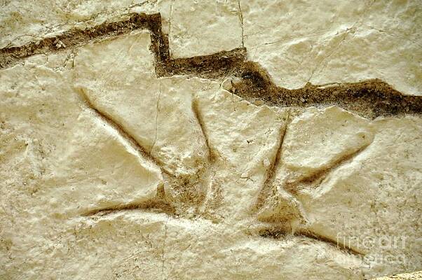 Wall Art - Photograph - Dinosaur Footprint Fossils by Science Photo Library