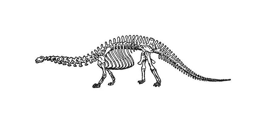 Share 198+ dinosaur skeleton sketch