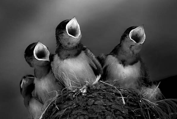 Wall Art - Photograph - Do, Re (please Feed) Mi. by Robin Wechsler