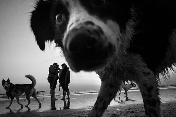 Black And White Dog Photographs Fine Art America