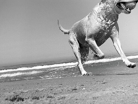 Dog Running In Beach Print by Mari D'angeri
