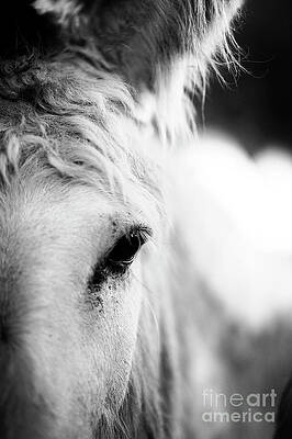 Donkey Eye by Carien Schippers Donkey Eye by Carien Schippers