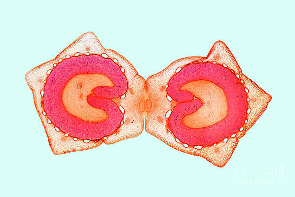 Wall Art - Photograph - Double-seeded Fruit by Science Photo Library