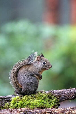 Wall Art - Photograph - Douglas Squirrel Standing On A Log by Janet Horton