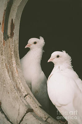 A pair of doves by Jelena Jovanovic A pair of doves by Jelena Jovanovic