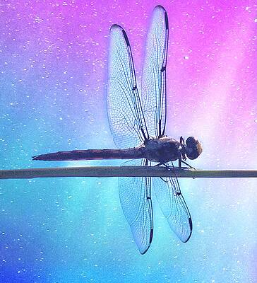 Dragonfly by Gini Moore Dragonfly by Gini Moore