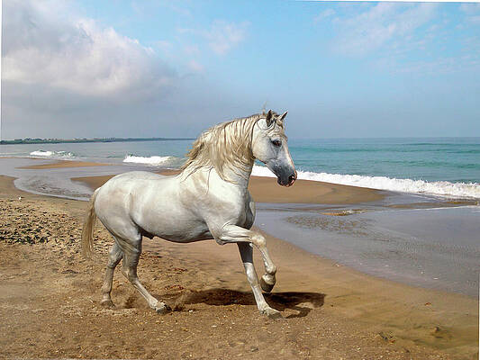Wall Art - Photograph - Dream Horses 012 by Bob Langrish