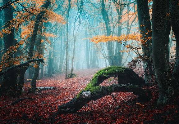 Wall Art - Photograph - Dreamy Autumn Forest In Fog. Mystical by Denys Bilytskyi