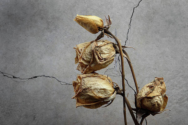Plant photography, dried plants picture, aesthetic minimalist art  Poster  for Sale by MarJul