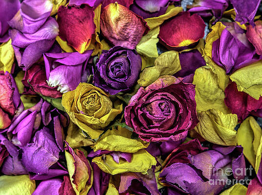 Purple Rose Art For Sale