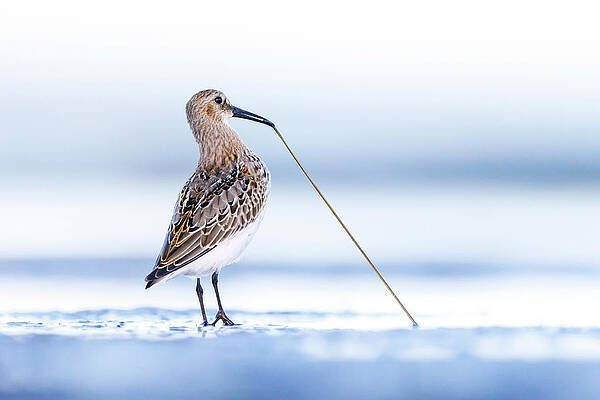 Wall Art - Photograph - Dunlin Tugging On A Worm On The Shore, Poland. by Mateusz Piesiak / Naturepl.com