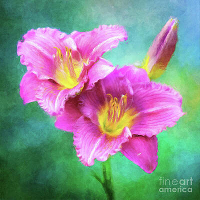 Wall Art - Photograph - Dynamic Daylily Duo by Anita Pollak