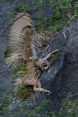 Wall Art - Photograph - Eagl Owl landing, in flight by Ralf Kistowski
