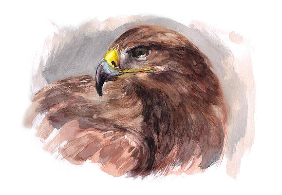Eagle Eye by Jennifer Kocher-Anderson