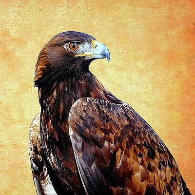 king of birds mixed media fine art america fine art america