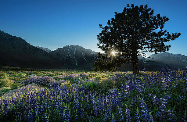 Wall Art - Photograph - Eastern Sierra Sunset by Larry Marshall