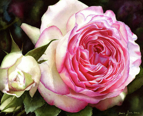 Realistic Roses Paintings Page 2 Of 9 Pixels
