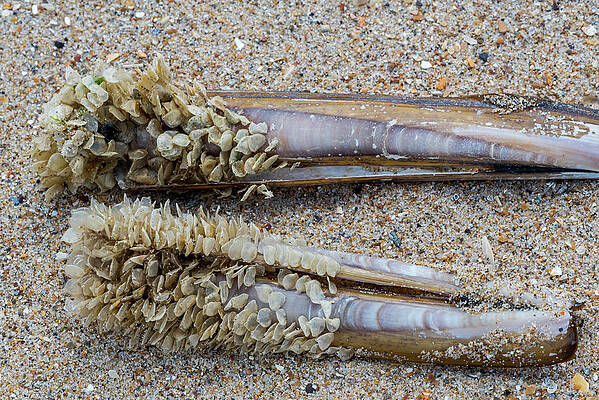 Wall Art - Photograph - Egg Cases / Eggs Of Netted Dog Whelk Attached To Razor by Philippe Clement / Naturepl.com