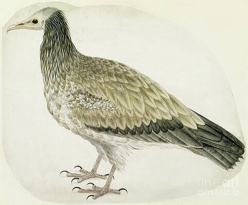Wall Art - Painting - Egyptian Vulture, C 1736 Ink, Watercolor And Graphite With Scratching Out On Paper by Charles Collins