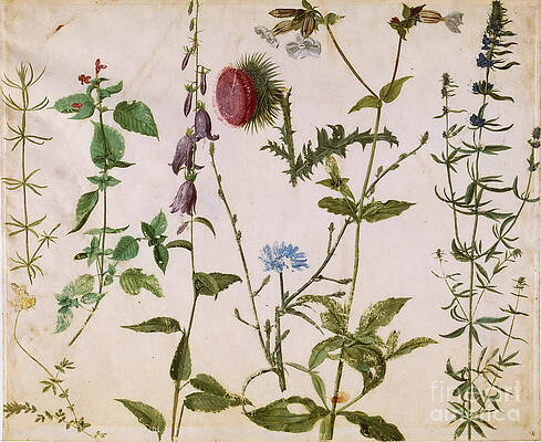 Wild Flower Drawing - Eight Studies Of Wild Flowers by Heritage Images