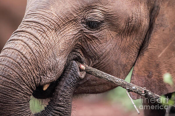 Elephant chews on a branch by Steve Somerville Elephant chews on a branch by Steve Somerville