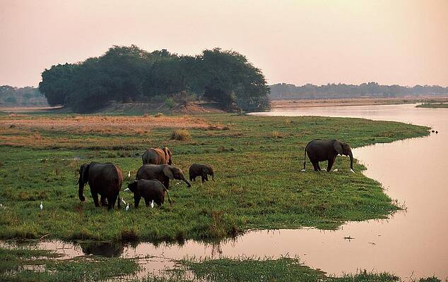 Wall Art - Photograph - Elephants Grazing On Bank Of Zambezi by Roger De La Harpe