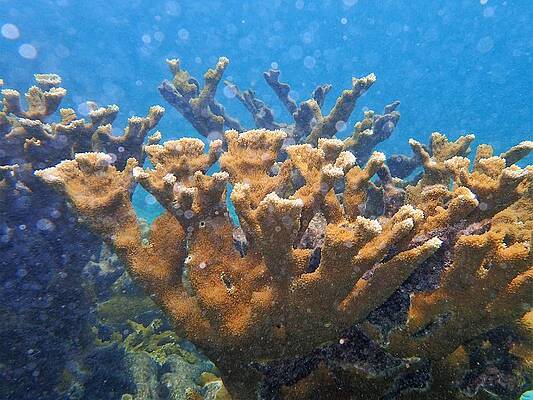 Elkhorn Coral by Carol McGunagle Elkhorn Coral by Carol McGunagle