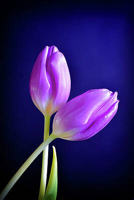 Wall Art - Photograph - Embrace by Michelle Wermuth