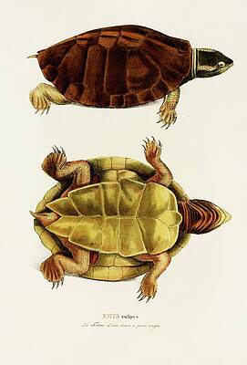 Wall Art - Painting - Emys Rufipes by Johann Baptist Von Spix