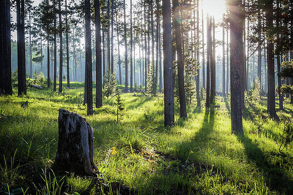 Enchanted Forest by Diane Mintle Enchanted Forest by Diane Mintle