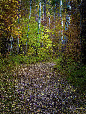 Enchanted Path by Greg Waddell Enchanted Path by Greg Waddell