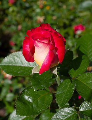 English Rose Bud by Kimberly Mueller
