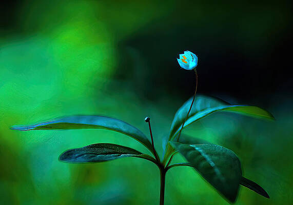 Wall Art - Photograph - Ensam. by Ylva Sjgren