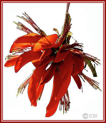 Erythrina variegata by Klaus Jaritz Erythrina variegata by Klaus Jaritz