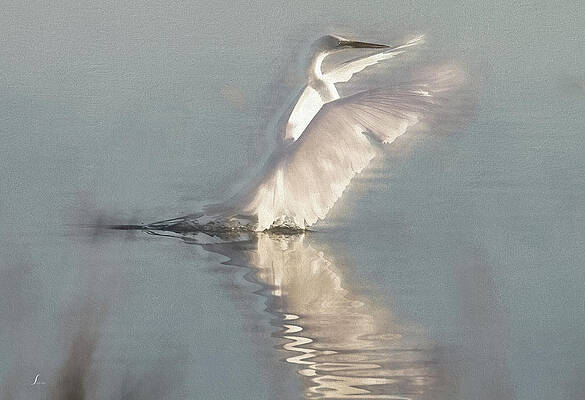 Ethereal by Sally Mitchell Ethereal by Sally Mitchell