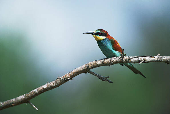 Wall Art - Photograph - European Bee-eater Merops Apiaster On by Gallo Images-gerald Hinde