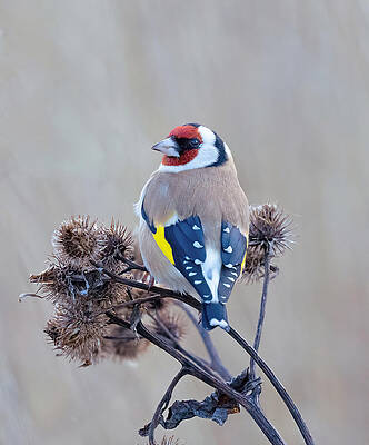 Wall Art - Photograph - European Goldfinch by Allan Wallberg