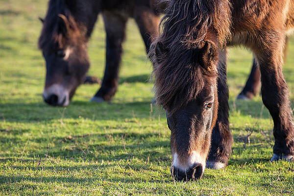 Wall Art - Photograph - Exmoor Ponies Grazing, Part Of A Conservation Program Using by Tj Rich / Naturepl.com