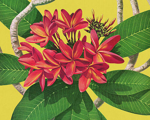Illustrations of six Tropical Flowers also available in full color   Dessin de fleur simple Dessin de fleurs au crayon Comment dessiner une  fleur